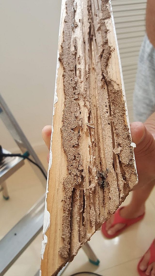 Termitter - denne gang INDE i huset!! - Dansker i Thailand