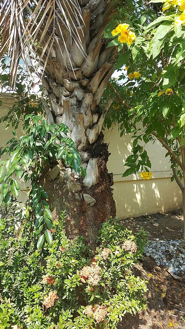 Ubudne gæster - termitter - Dansker i Thailand