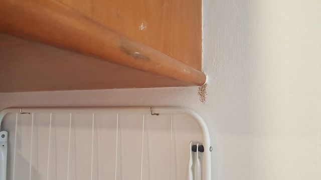 Termitter - igen!!! - Dansker i Thailand